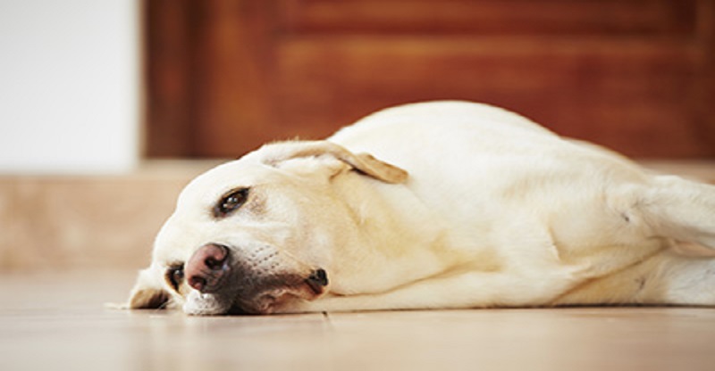 بیماری کنل کاف در سگ