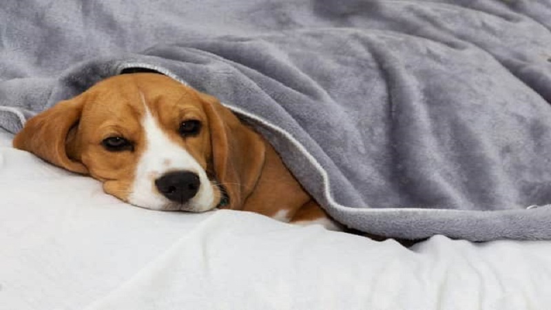 تفاوت بین بی‌حالی و خستگی سگ
