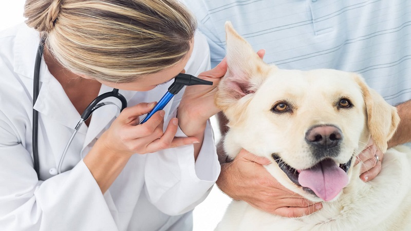 معاینه گوش سگ توسط دامپزشک