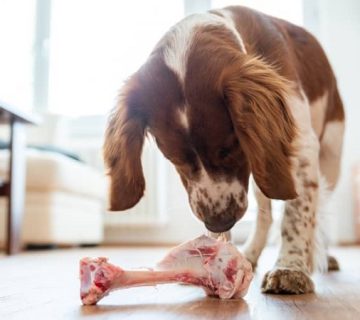 استخوان دادن به سگ