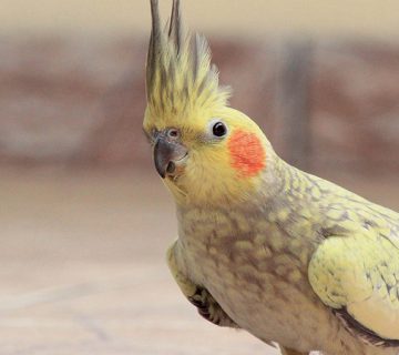 ژیاردیازیس در پرندگان