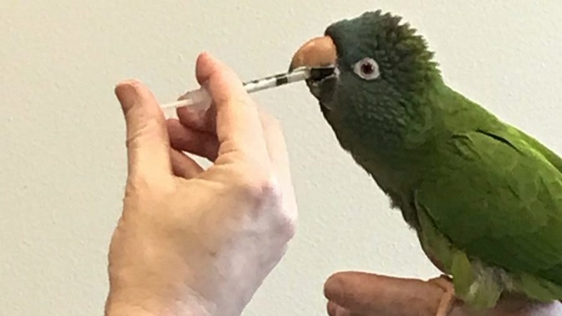 درمان بیماری کاندیدیازیس در پرنده