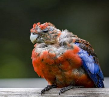 بیماری منقار و پر پرنده