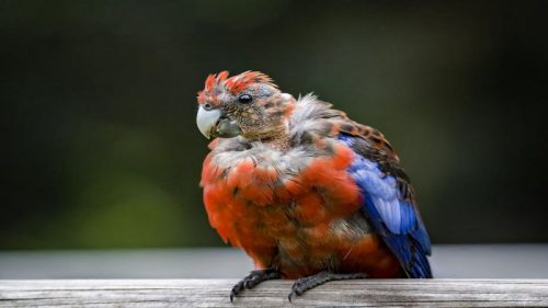 بیماری منقار و پر پرنده