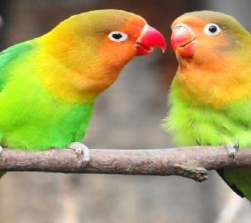 بیماری کاندیدیازیس در پرندگان