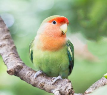 انواع بیماری‌ها در طوطی