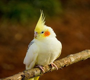 بیماری‌های قارچی در پرندگان