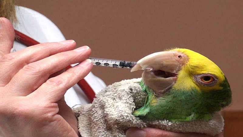 درمان ژیاردیازیس در پرنده