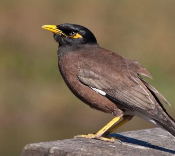 بیماری ذخیره آهن در مرغ مینا