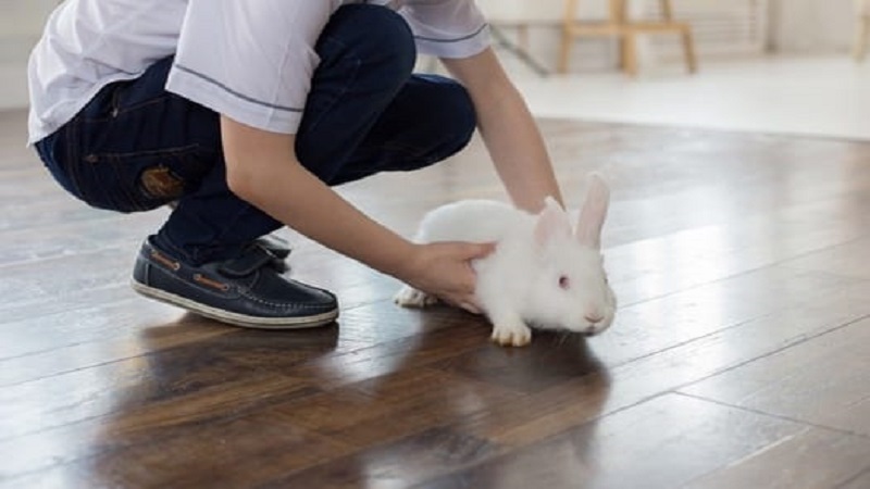چگونه خرگوش خود را به نوازش کردن عادت دهیم