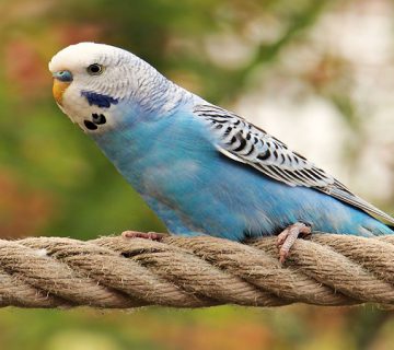 تب طوطی در پرندگان