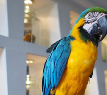 بیماری اتساع پیش معده طوطی