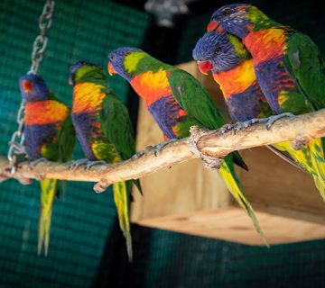 بیماری پولیوماویروس در پرنده