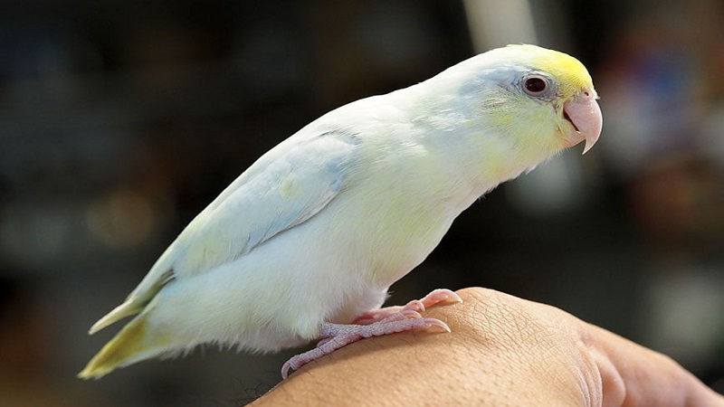 انتقال بیماری پولیوماویروس در پرنده