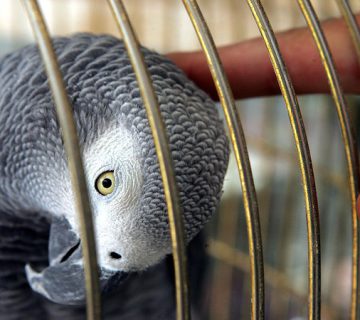 بیماری‌های تنفسی در پرندگان