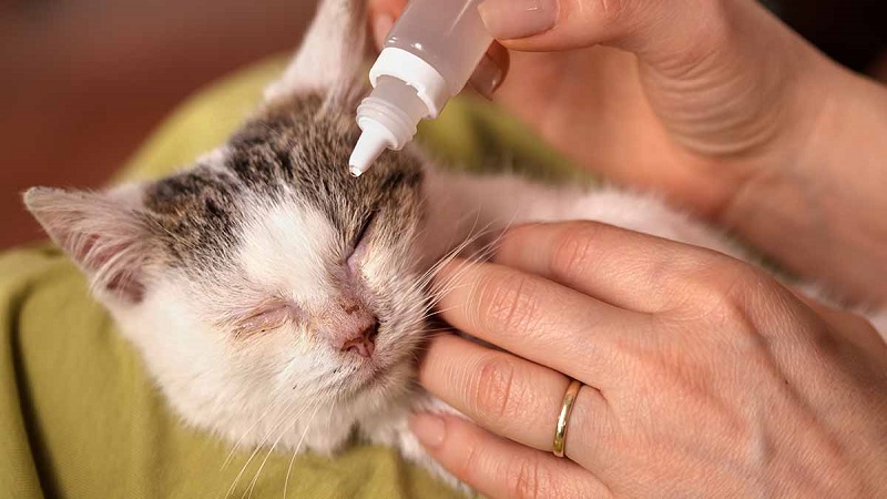 درمان اشک گربه