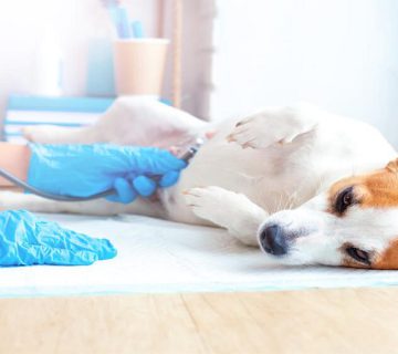 سقط جنین سگ