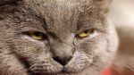 اشک گربه، از علت تا رفع آن