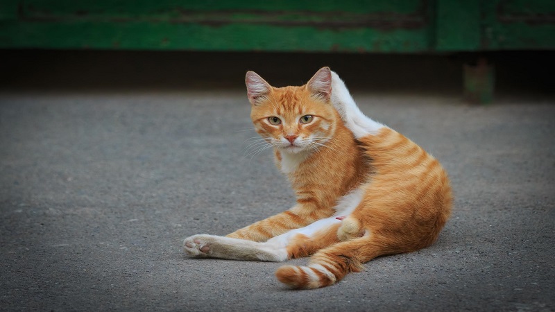بیماری‌های کیسه مقعدی گربه
