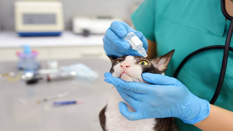 معاینه چشم گربه توسط دامپزشک