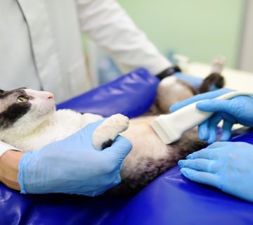 سقط جنین گربه