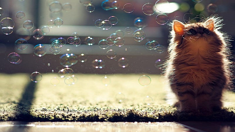 حباب بازی با گربه