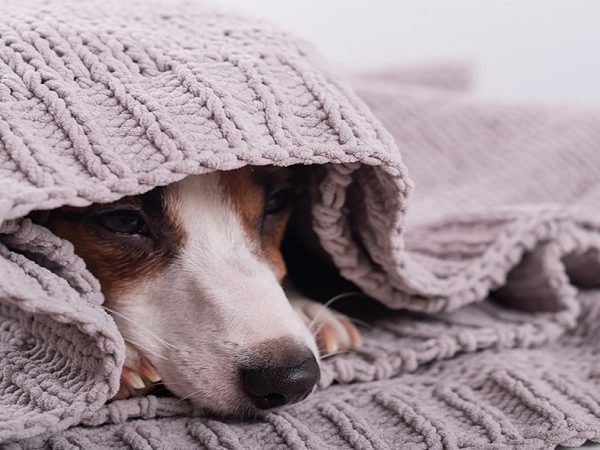 رایج ترین بیماری‌های تنفسی در سگ‌ها