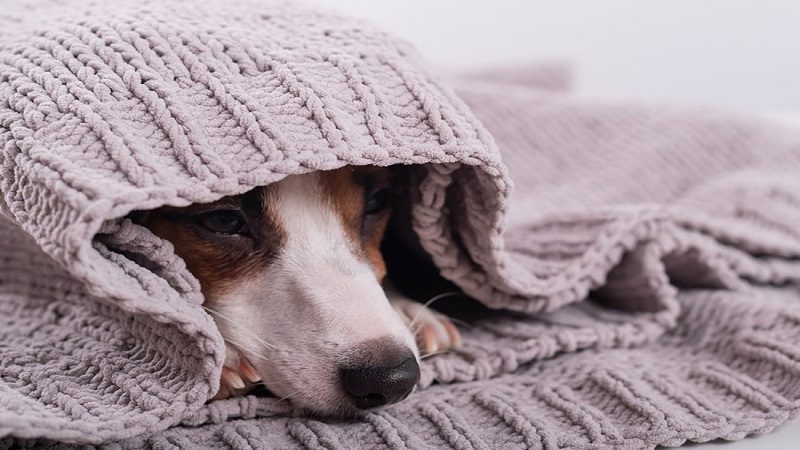 رایج ترین بیماری‌های تنفسی در سگ‌ها