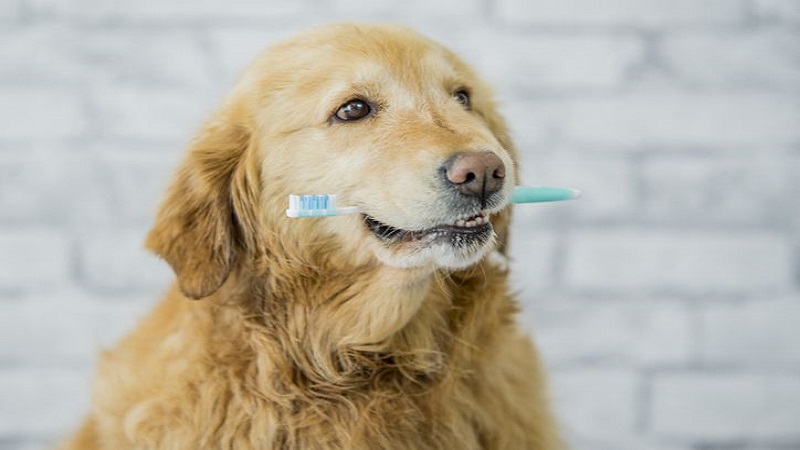 خمیر دندان خانگی سگ