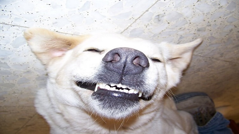 استفاده از خمیر دندان مخصوص برای سگ