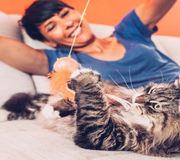 بازی با گربه