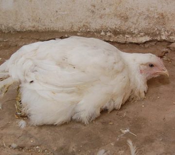 بیماری نیوکاسل پرندگان