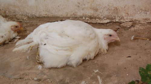 بیماری نیوکاسل پرندگان