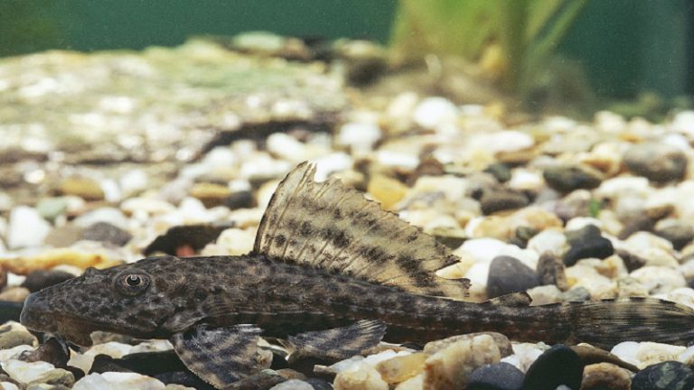 ماهی لجن‌خوار، آکواریم خود را تمیز کنید!