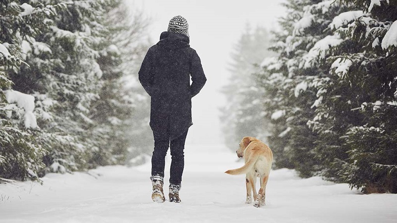 مراقبت از سگ در زمستان