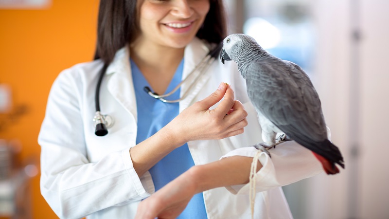 معاینه پرنده توسط دامپزشک