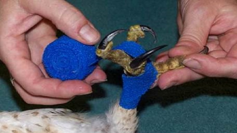 درمان بامبل فوت در پرندگان