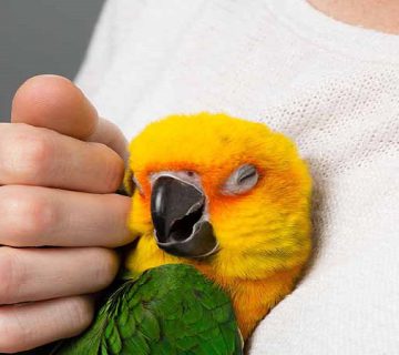 ‌بیماری‌های قابل انتقال از پرندگان به انسان