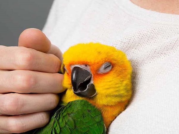‌بیماری‌های قابل انتقال از پرندگان به انسان
