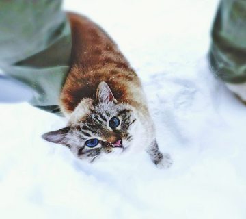 سرمازدگی گربه