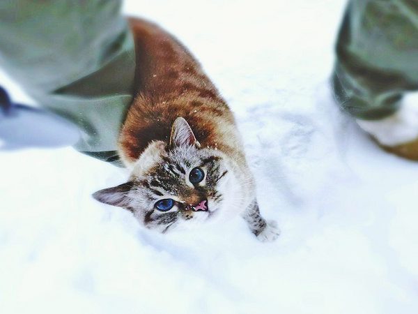 سرمازدگی گربه