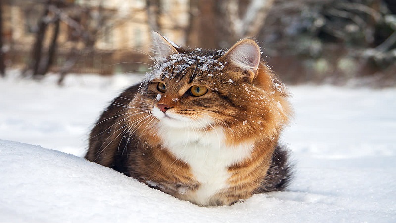 گربه در فصل زمستان