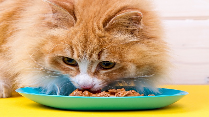 غذای مرطوب گربه