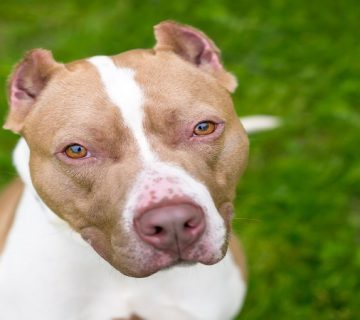 بریدن گوش سگ