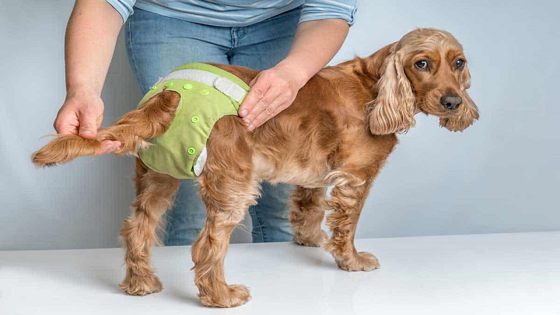 اندازه مناسب پوشک برای سگ