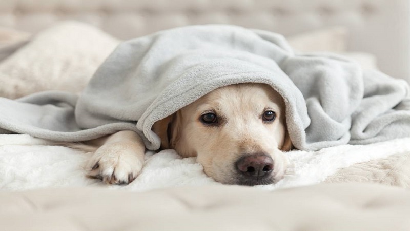 نحوه درمان سرمازدگی سگ‌ها