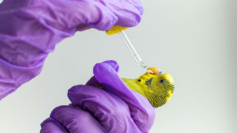 درمان ویروس آبله پرندگان