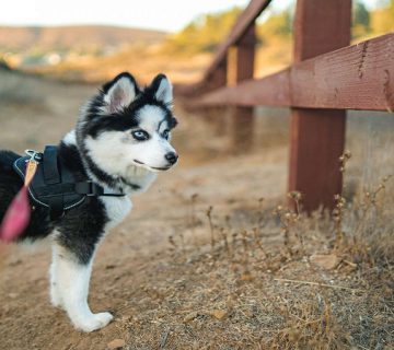 نژاد سگ هیبریدی
