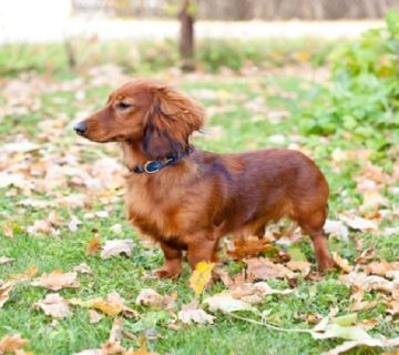 سگ پاکوتاه خانگی