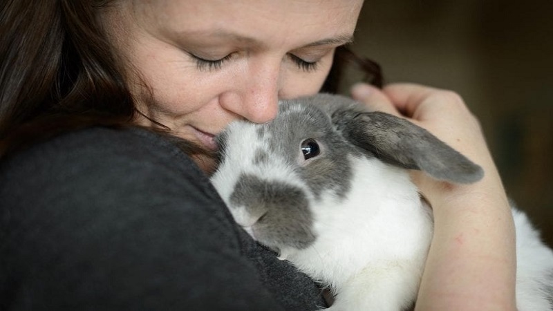 مراقبت از خرگوش پس از عقیم سازی